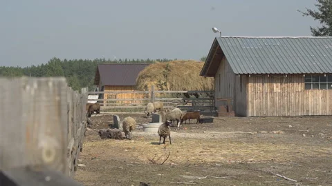 Flock of sheep on a farm Stock Footage 141089658