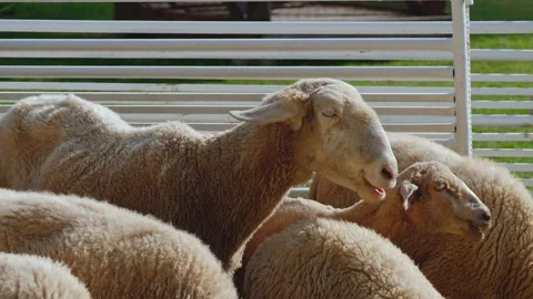Flock of sheep in a farm. Stockbeeldmateriaal 232966464