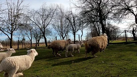 Flock of sheep in farmyard Stock Footage 135058420