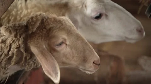 The flock of sheep is fed by the farmer Stock Footage 263697984