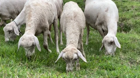 Flock of Sheep Feeding in the Meadow Stock Footage 306132694