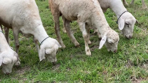 Flock of Sheep Feeding in the Meadow 스톡 동영상 306134912