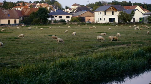 Flock of sheep feeding in open pasture with village houses visible in warm light 库存影片 329319880