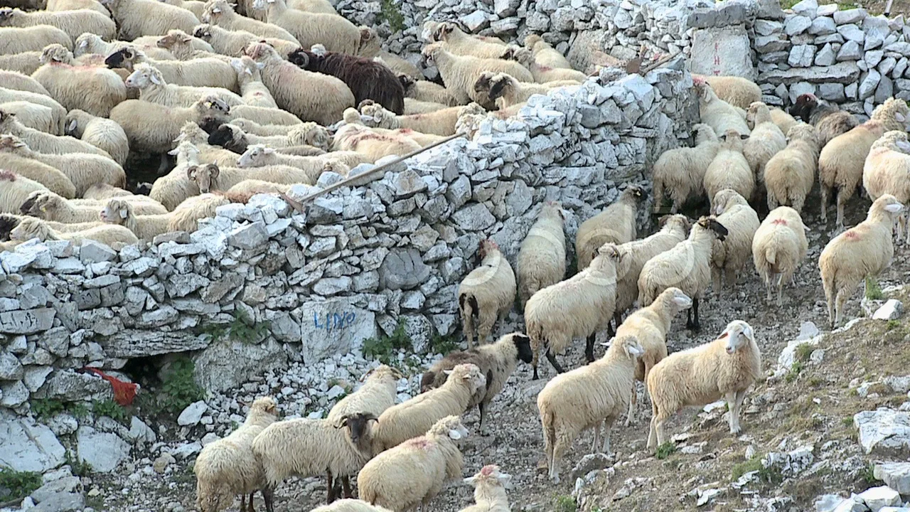 Stapel Eigenwijs gelei Flock of sheep in the fenced stone pen i... | Stock Video | Pond5