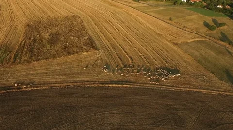 Flock of Sheep in The Field Astounding Sunset Drone View Video stock 68883979