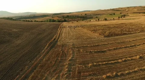 Flock of Sheep in The Field Astounding Sunset Drone View Video stock 68885337