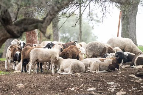 Flock of sheep in the field behind a wire fence Foto stock