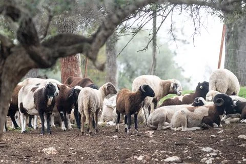 Flock of sheep in the field behind a wire fence Stock Photos