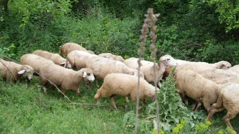 Flock of sheep in a field 스톡 동영상 135648279