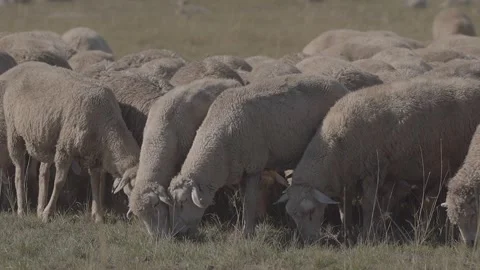 A flock of sheep in the field. Video stock 139641663