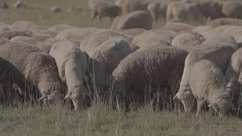 A flock of sheep in the field. Stock-Footage 139641706