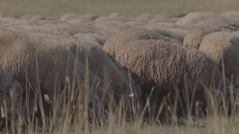 A flock of sheep in the field. Video stock 139641757