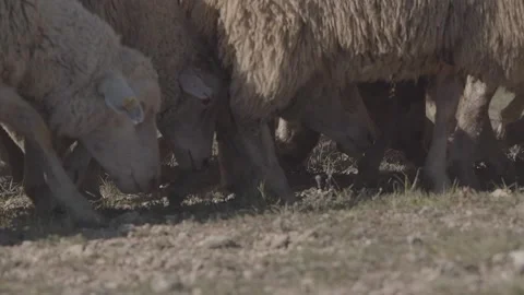 A flock of sheep in the field. Video stock 139641771
