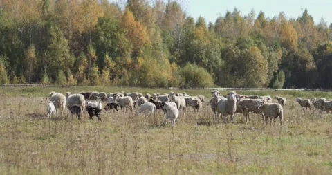 Flock of sheep in the field Stock Footage 172225995