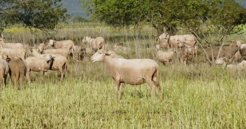 Flock of Sheep in a field Stock Footage 196985511