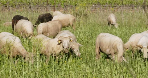 Flock of Sheep in a field Stock Footage 196985578