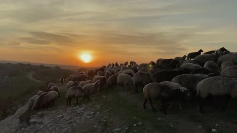 Flock of sheep in field of hills on background of sunset. Stock Footage 141763119