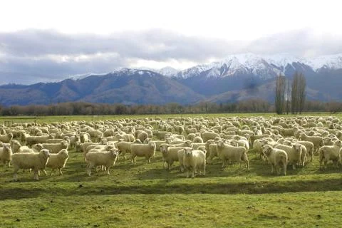 Flock of sheep in a field Stockfoto's