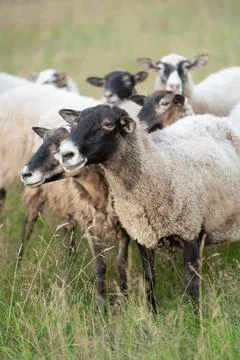 A flock of sheep in a field Stock Photos