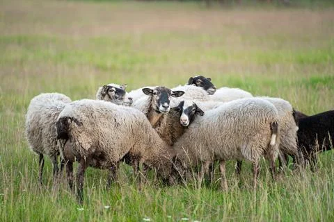 A flock of sheep in a field Stock Photos