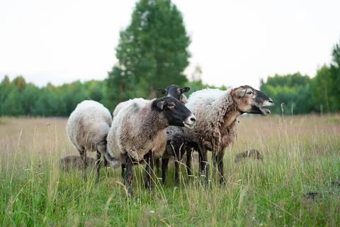 A flock of sheep in a field Stock Photos