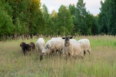 A flock of sheep in a field Stock Photos