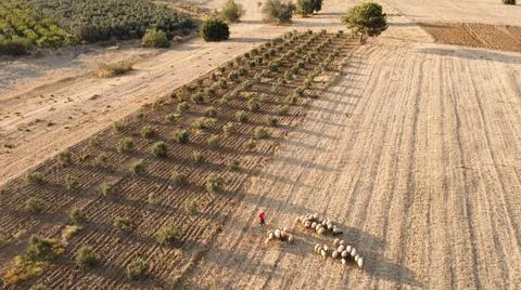 Flock of sheep in a field Stock Photos