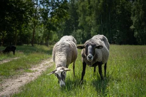 A flock of sheep in a field Stock Photos