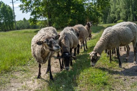 A flock of sheep in a field Stock Photos