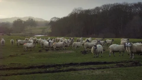 Flock of sheep in field with river and hills in background at golden hour Stock Footage 169048566