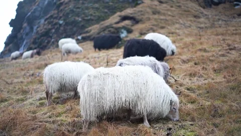 Flock of sheep in a field, spring lambs, white sheep, black sheep, farm animals Stock Footage 258263769