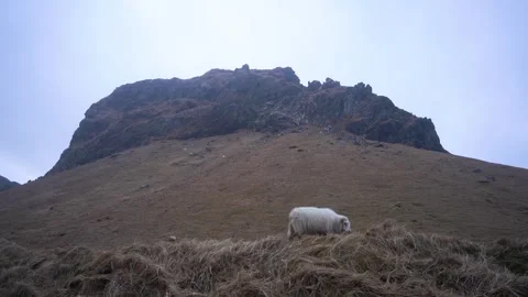 Flock of sheep in a field, spring lambs, white sheep, black sheep, farm animals Stock Footage 258263821