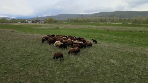 Flock of sheep in fields Stock Footage 241115574