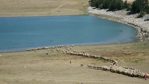 A flock of sheep, a flock of sheep running into the water to drink water, Stock Footage 135705221