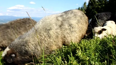 Flock of sheep Stock Footage 739271