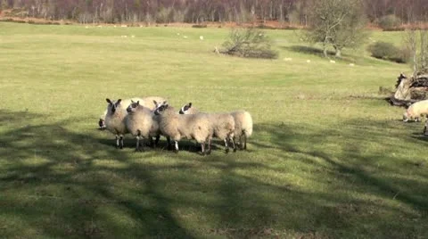 Flock of Sheep Video stock 10717225