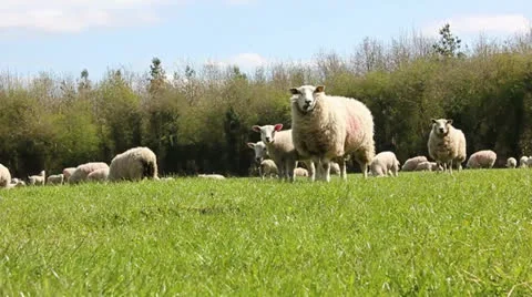 Flock of sheep Stock Footage 23040106