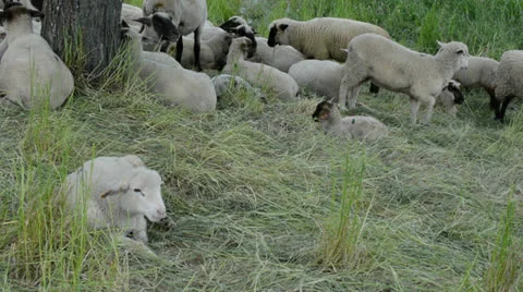 Flock of sheep Stock Footage 24842677
