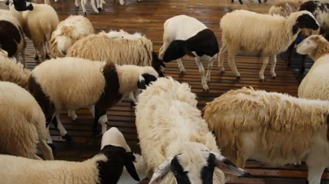 Flock of sheep Stock Footage 32287381