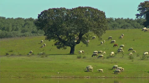 Flock of sheep Stock Footage 33370358