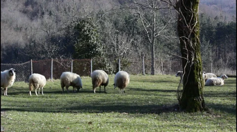 Flock of sheep Stock Footage 34116541