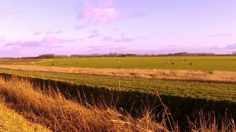 Flock of sheep. Stock Footage 34226534