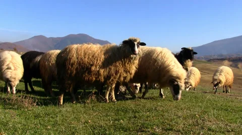 Flock of Sheep Stock Footage 34994514