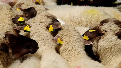 Flock of sheep Stock Footage 38089674