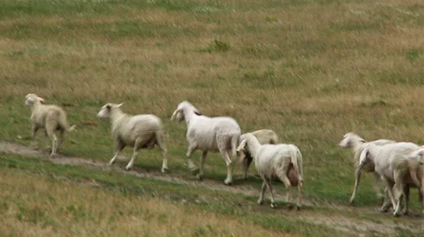 Flock of sheep Video stock 46801490