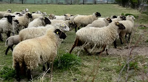 Flock of sheep Stock Footage 49797785