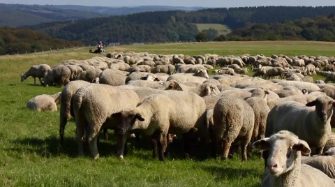 Flock of sheep Stock Footage 52212016