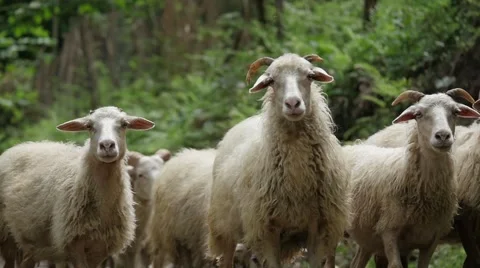 Flock of sheep Stock Footage 68705671