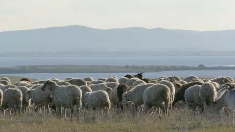 Flock of sheep Stock Footage 69993956