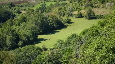 Flock of sheep Stock Footage 70998808
